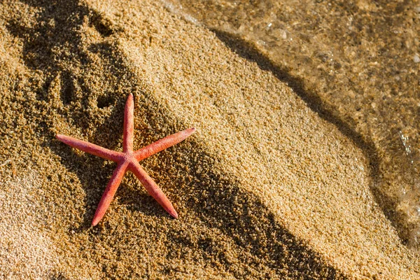 Destino del viaje de verano Estrella de mar en la playa —  Fotos de Stock