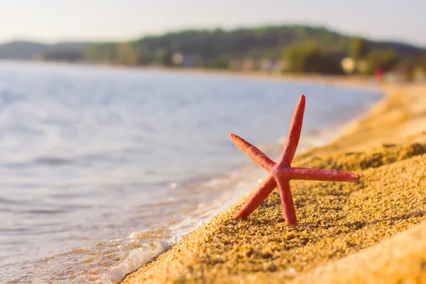 Destino del viaje de verano Estrella de mar en la playa — Foto de Stock