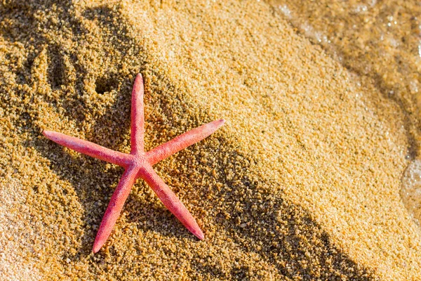 Destino del viaje de verano Estrella de mar en la playa —  Fotos de Stock