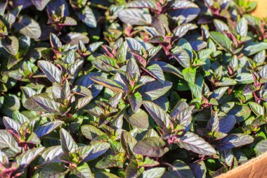 Taze nane yaprakları