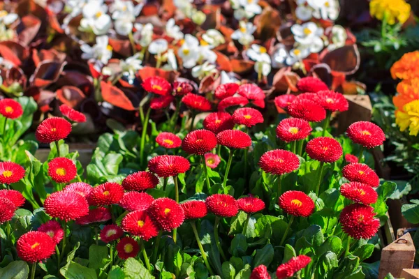Colorida flor de primavera —  Fotos de Stock