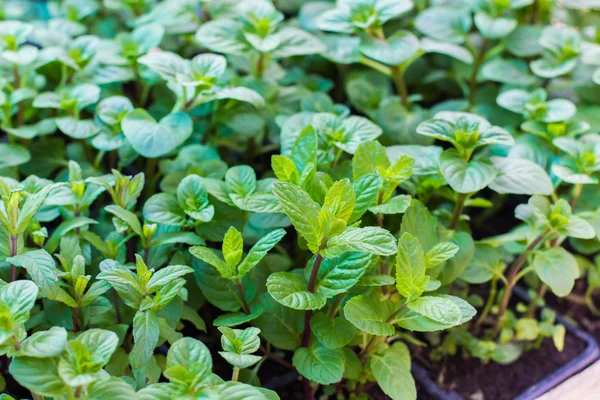 Fresh Mint Leaves — Stock Photo, Image