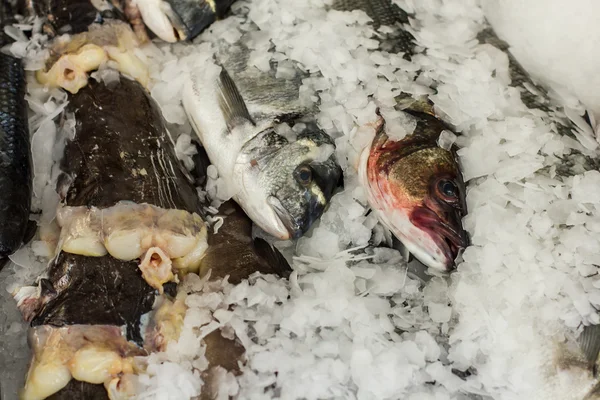 Marché aux poissons de mer — Photo