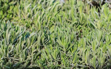 Lavanta çiçekli bitkiler