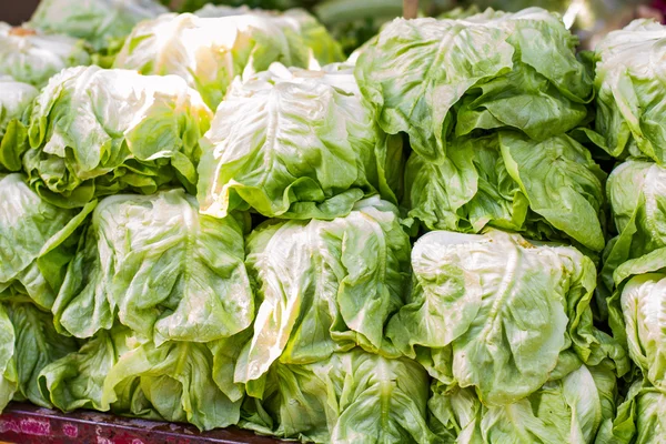 Fresh Lettuce on Market — Stock Photo, Image