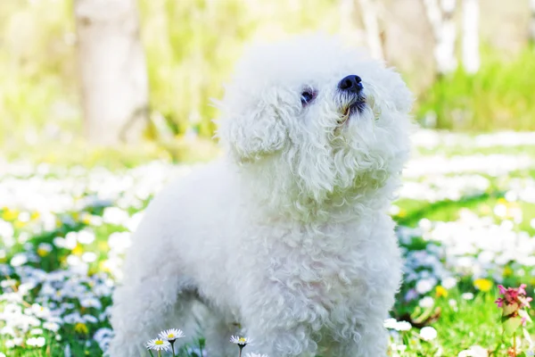 Maltese Pet Outdoor — Stock Photo, Image