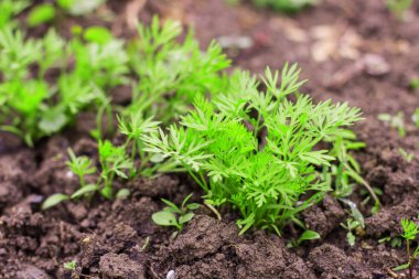 Organik maydanoz sebze