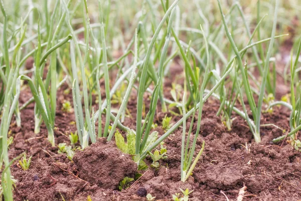 Bio Frühlingszwiebelgemüse — Stockfoto