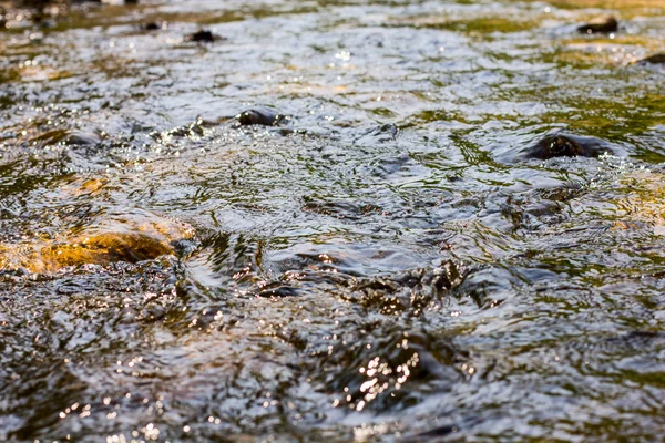 Spring Stream Acqua — Foto Stock