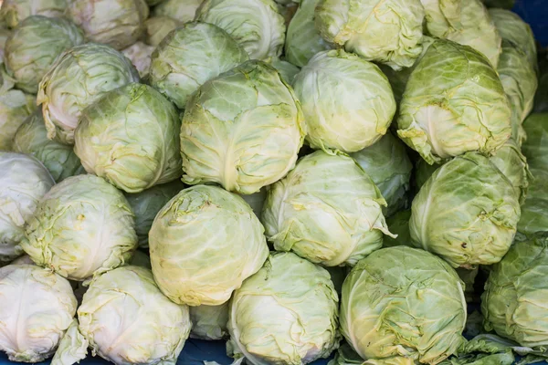 Freshness Cabbage Vegetable — Stock Photo, Image