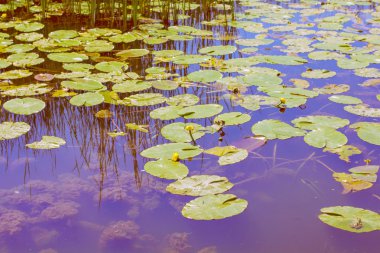 Nilüfer bataklık üzerinde