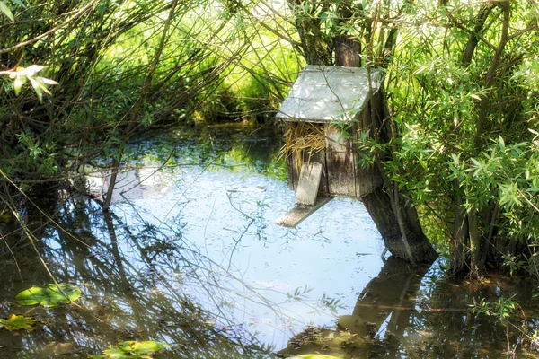 Bataklıkta kuş evleri — Stok fotoğraf