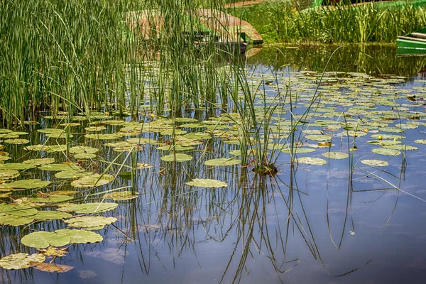 Lily de água no pântano — Fotografia de Stock
