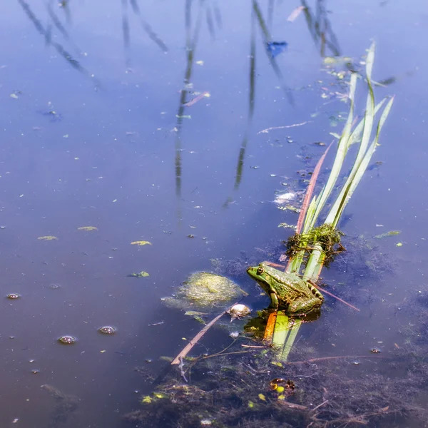 Zelená žába na jezeře — Stock fotografie