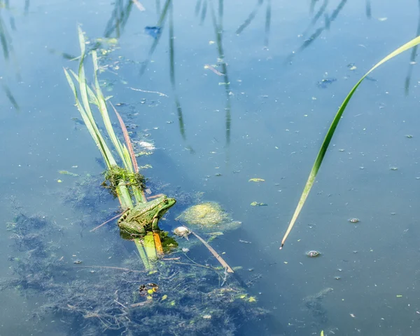 호수에 녹색 개구리 — 스톡 사진