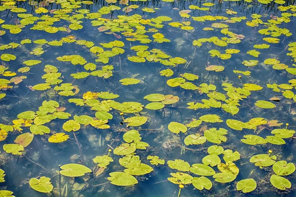 Leknín na Swamp — Stock fotografie