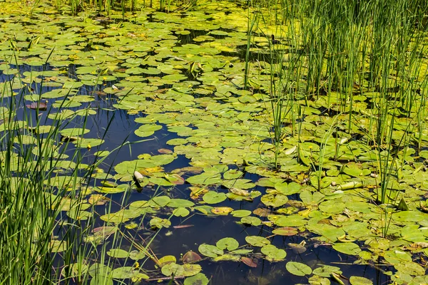 Leknín na Swamp — Stock fotografie