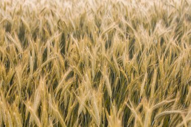 Altın arpa alanları 
