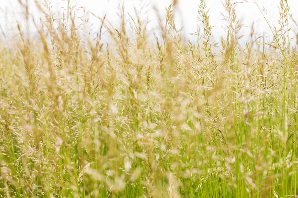 Frühjahrsgras — Stockfoto