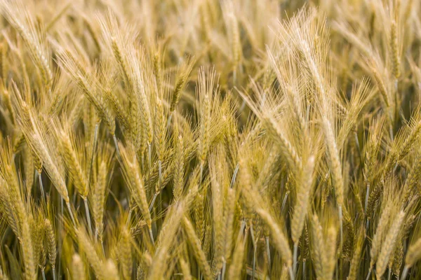Gyllene korn fält — Stockfoto