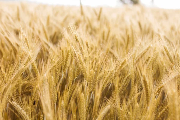 Golden Barley Fields — Stock Photo, Image