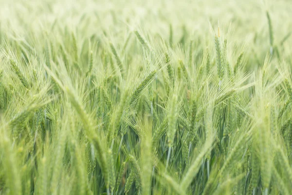 Campos de cebada verde —  Fotos de Stock