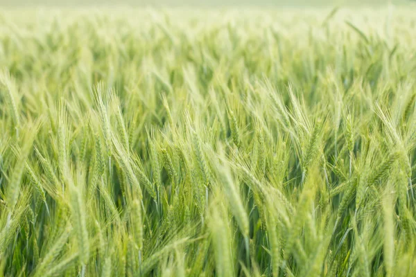 緑の大麦畑 — ストック写真