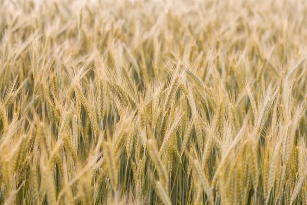 Golden Barley Fields — Stock Photo, Image