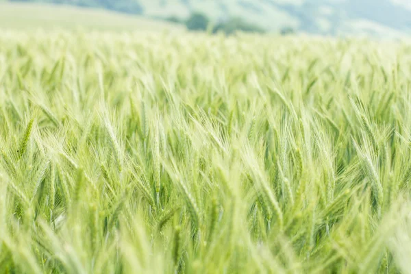 Green Barley Fields — Stock Photo, Image