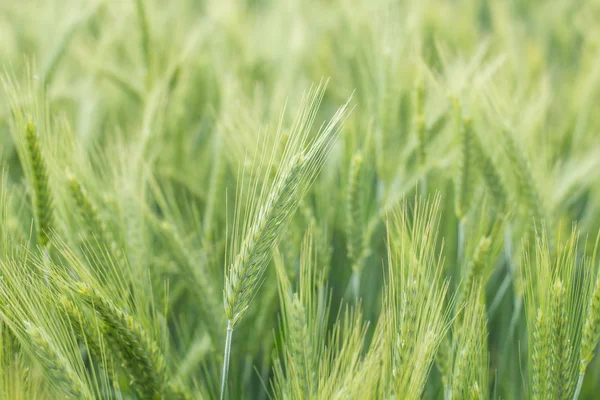 Campos de cebada verde —  Fotos de Stock