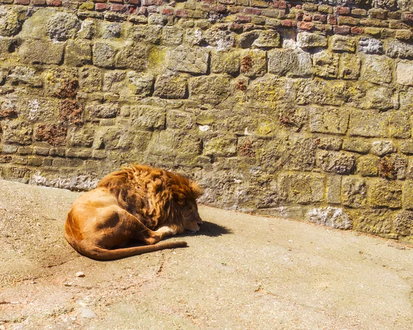 Hayvan dinlenme Aslan Kral — Stok fotoğraf