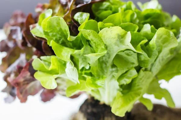 Healthy Vegetable Food — Stock Photo, Image