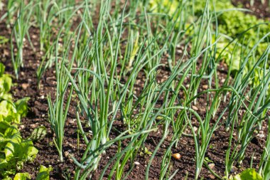 Organik taze soğan sebze