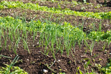 Organik taze soğan sebze