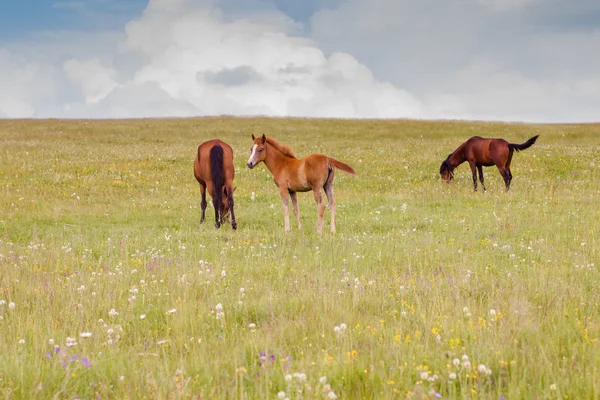 Pferde weiden in der Natur — Stockfoto