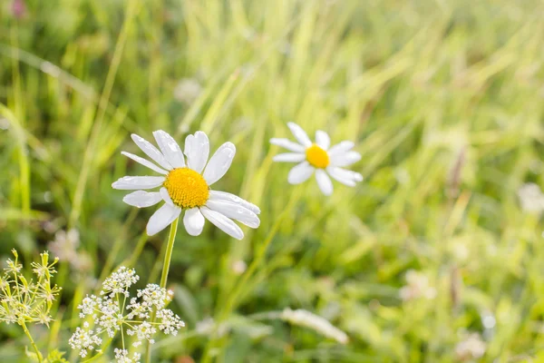 Marguerite sur la prairie — Photo