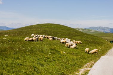  Yeşil mera üzerinde otlatma koyun