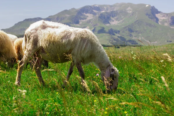 Sheep Grazing on Green Pasture — Stock Photo, Image