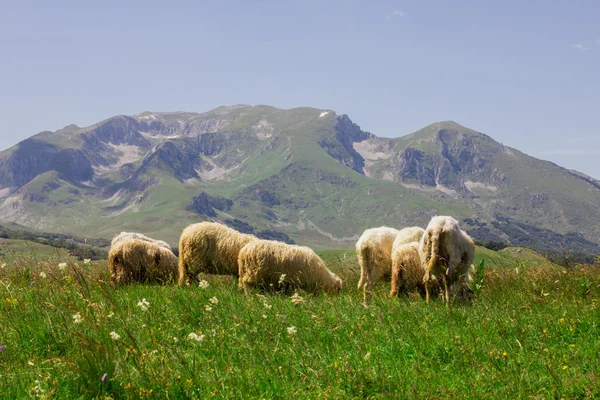 Выпас овец на зеленом пастбище — стоковое фото