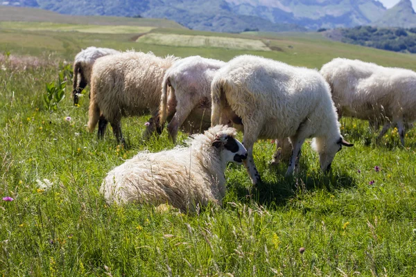 Sheep Grazing on Green Pasture — Stock Photo, Image