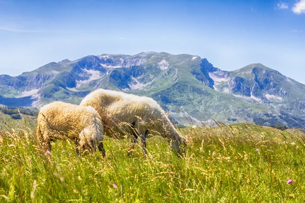 Sheep Grazing on Green Pasture — Stock Photo, Image