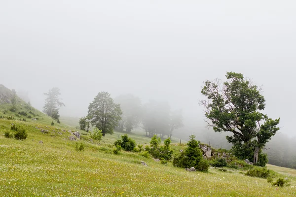 Naturaleza Paisaje Niebla Mañana — Foto de Stock