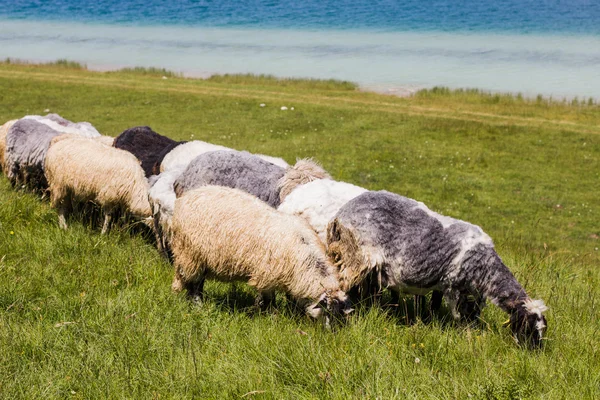 Sheep Grazing on Green Pasture — Stock Photo, Image