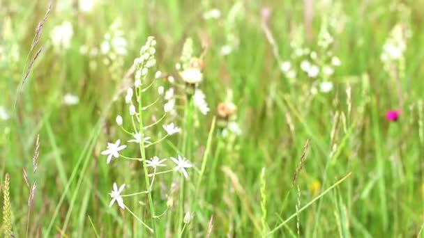 Flores de primavera en hermoso día — Vídeo de stock