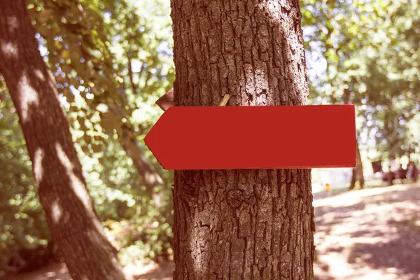 Деревянный пойнтерский лес — стоковое фото