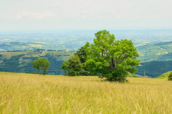 Natur Sommer Landschaft Serbia — Stockfoto