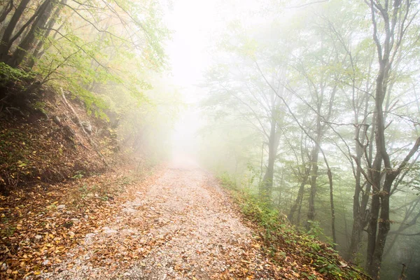 Туманный Лесной Ландшафт Сельская Дорога Через Осенний Лес — стоковое фото