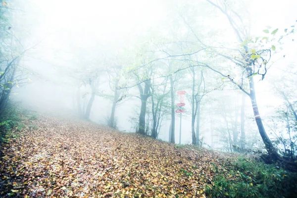 Foggy Nature Paysage Forestier Sentier Randonnée Travers Forêt Automne — Photo