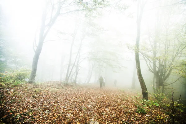多雾的自然森林景观 徒步旅行穿过秋天的森林 — 图库照片