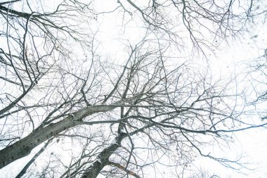 Kış karlı bir gün, doğa manzarası.